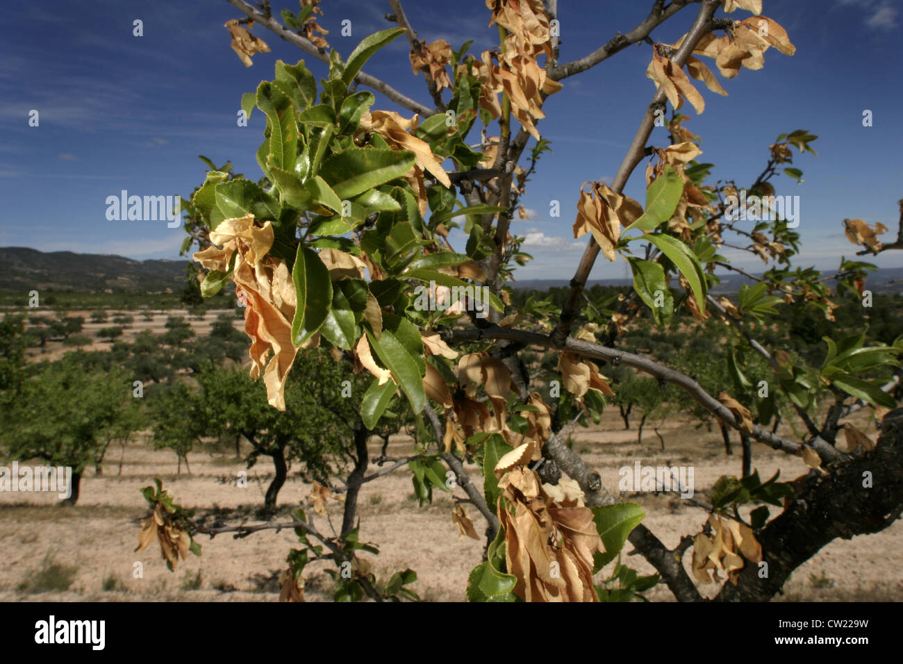 Picture Steve Race Drought stressed Almond tree (Prunus dulcis) in