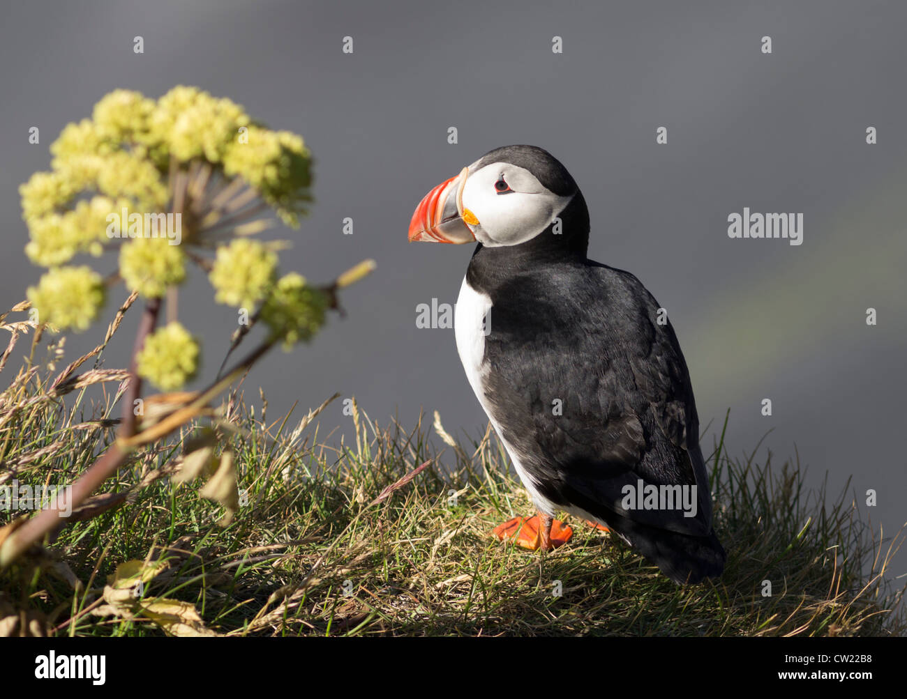 Puffin at Dyrholaey cliffs Iceland Stock Photo