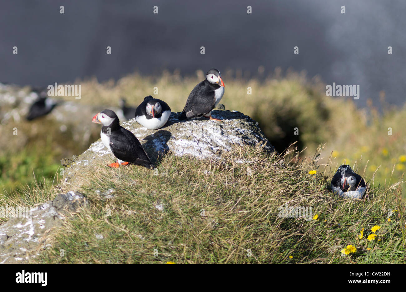 Puffins at Dyrholaey cliffs Iceland Stock Photo