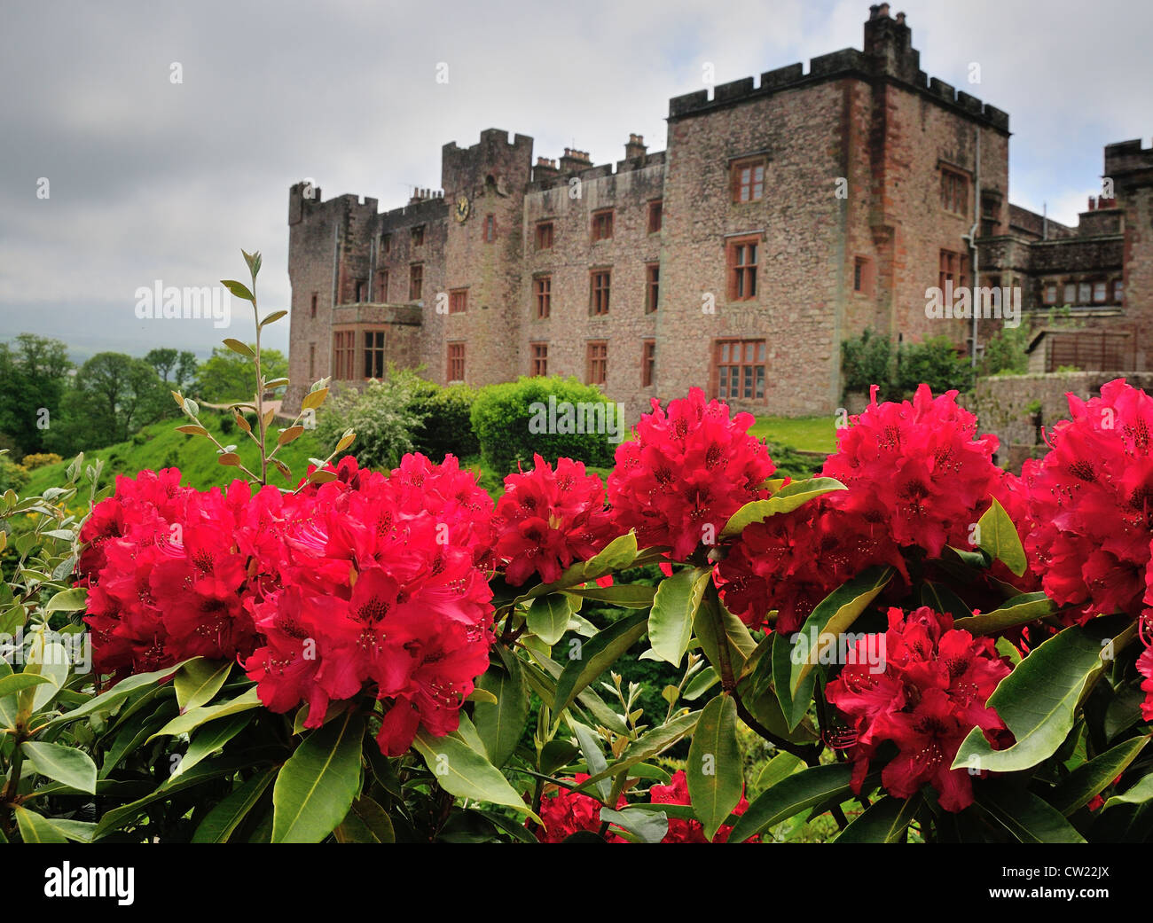 Rhododendrons at Muncaster Castle in the English Lake District Stock Photo