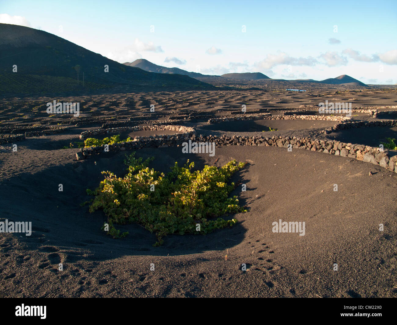winegrowing on the Island of Lanzarote, Canary Islands, Spain Stock Photo