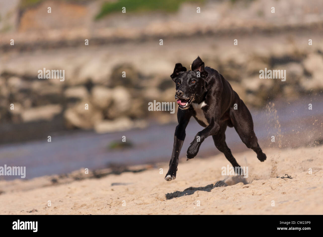 A fast dog running on the sand. Stock Photo
