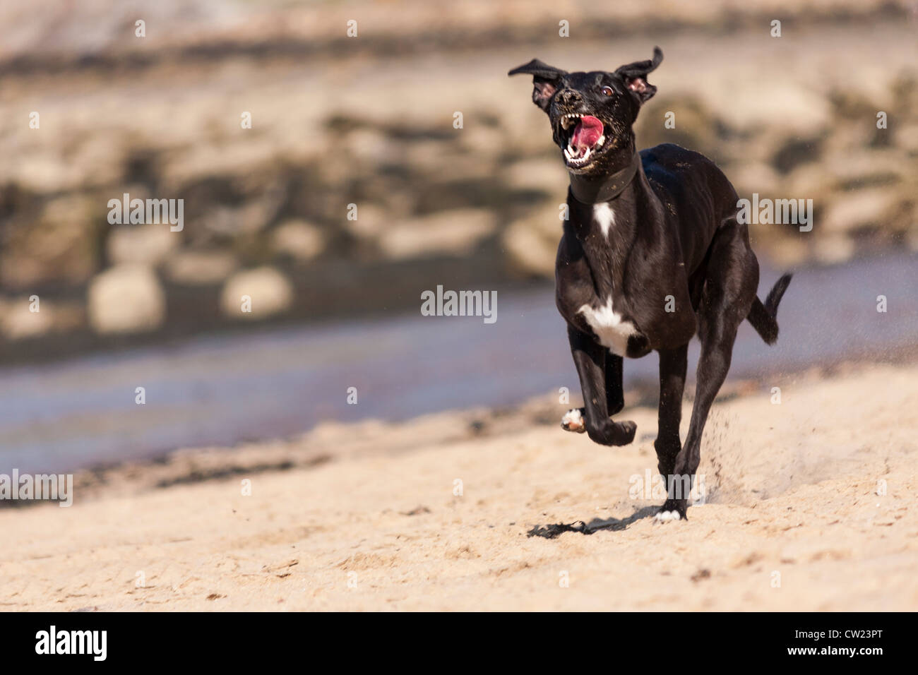 A fast dog running on the sand. Stock Photo