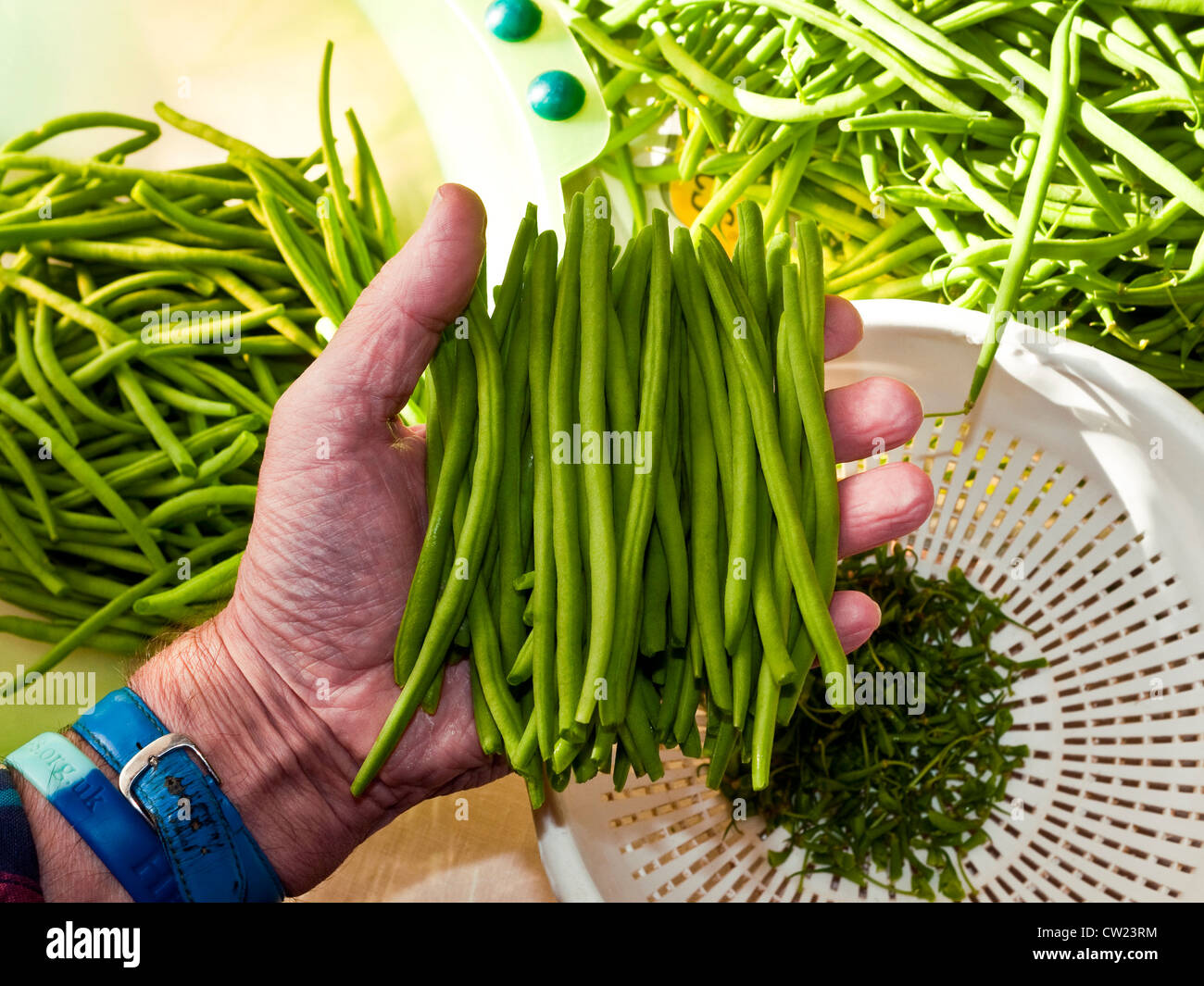 Preparing Haricot verts / Green beans France Stock Photo Alamy