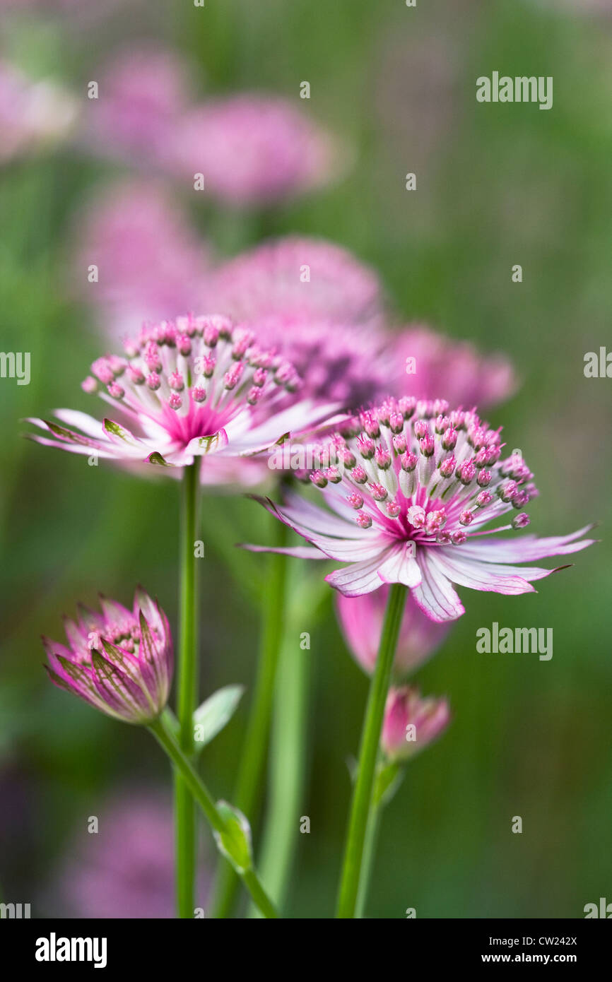 Astrantia major 'Roma'. Masterwort flowers. Stock Photo