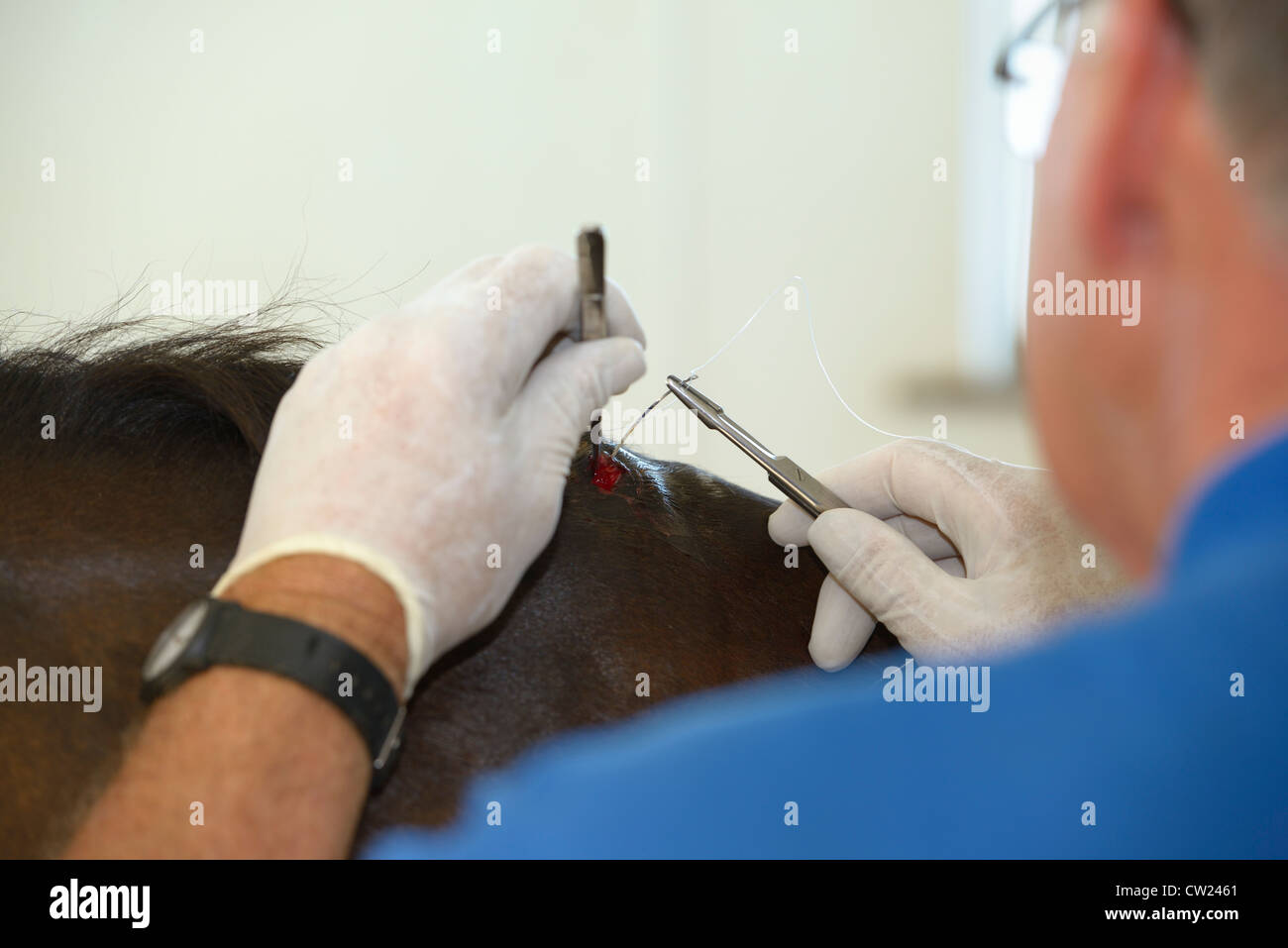 Veterinarian pulling needle stitching a bite wound on the withers of a