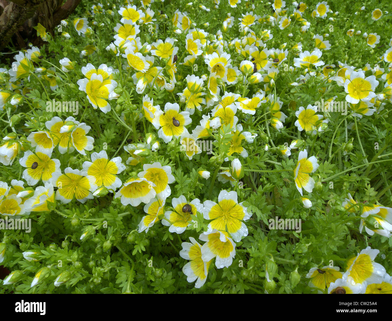 Limnanthes douglasii ( Poached Egg Plant ) in Flower Stock Photo