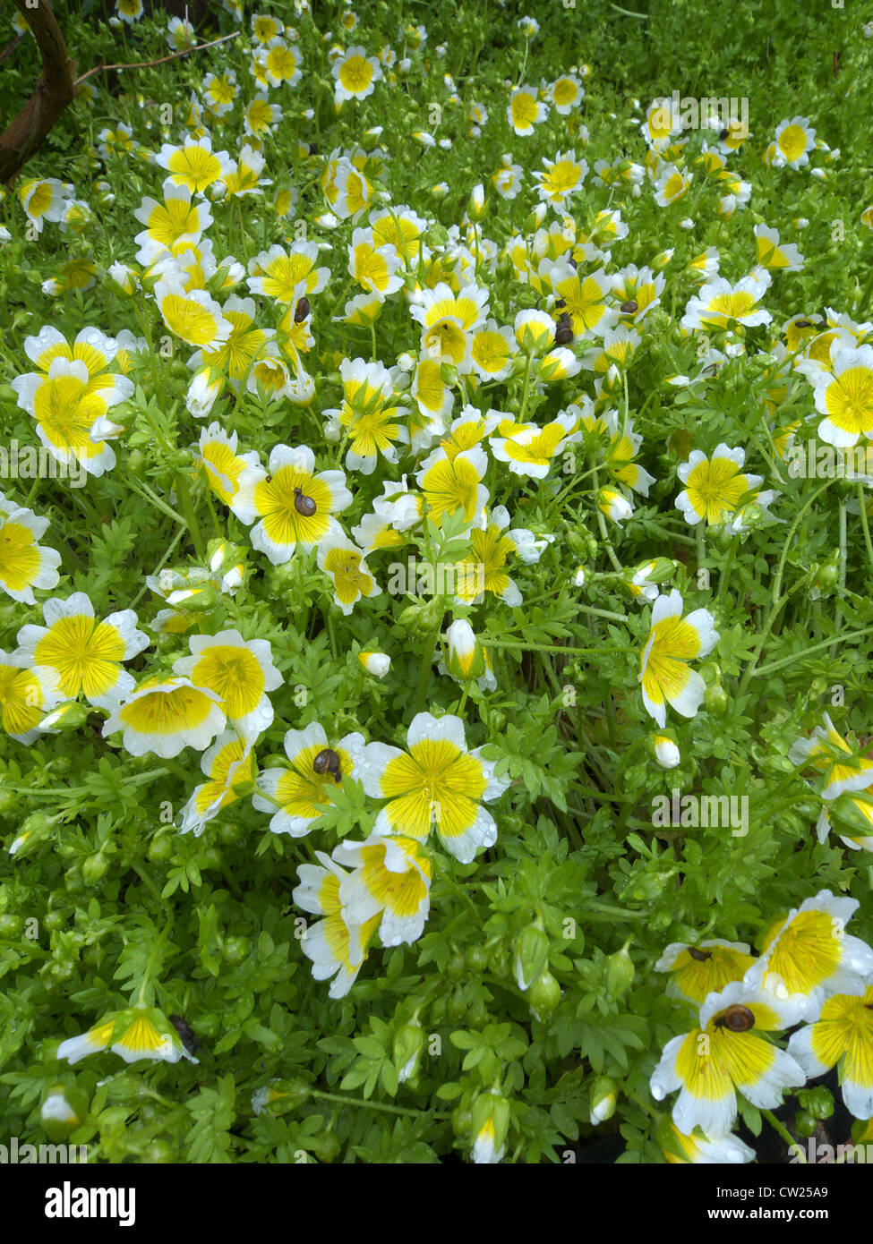 Limnanthes douglasii ( Poached Egg Plant ) in Flower Stock Photo Alamy