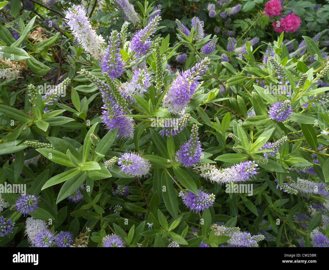 Hebe 'Marjorie' in Flower, UK Stock Photo Alamy