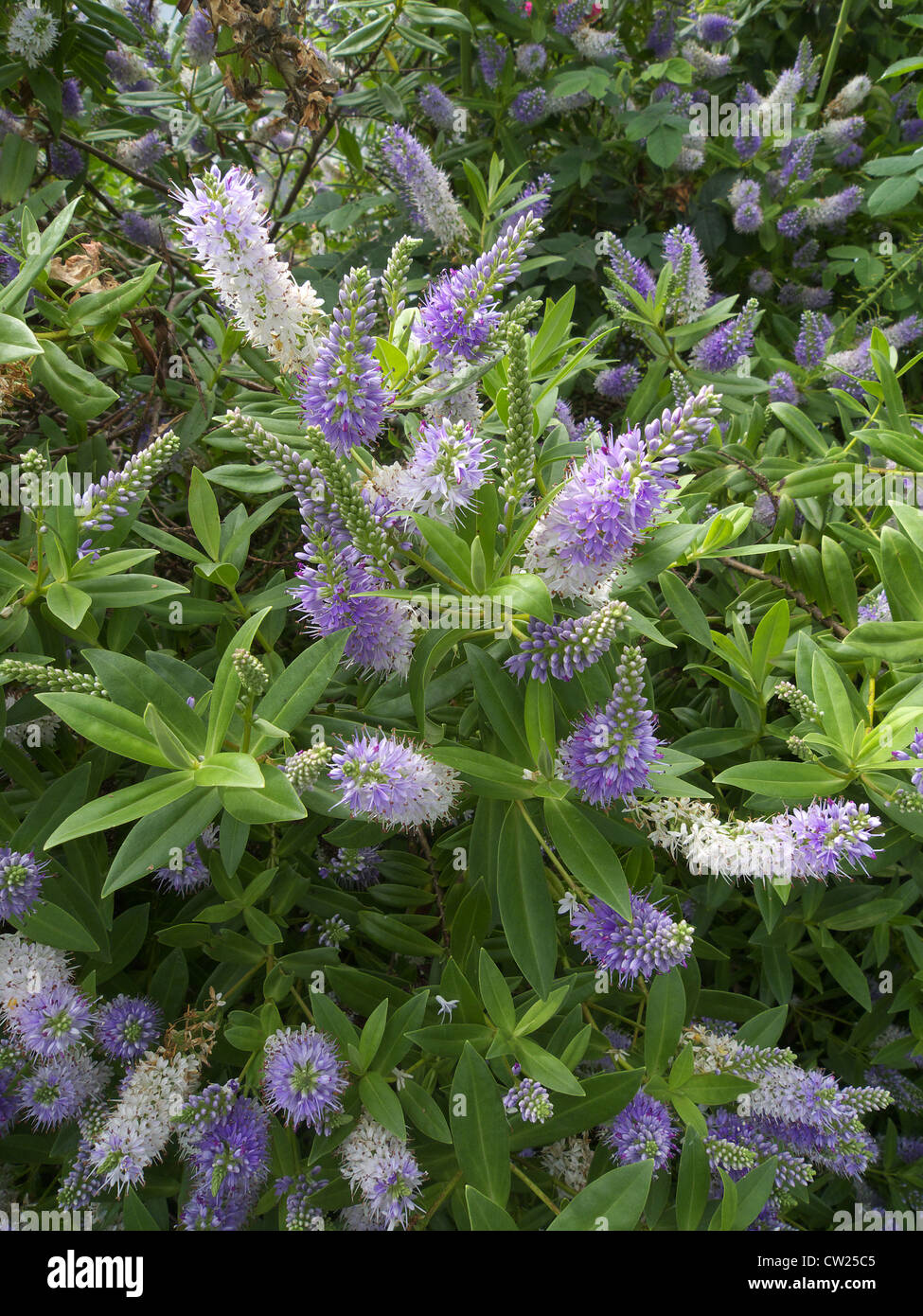 Hebe 'Marjorie' in Flower, UK Stock Photo Alamy