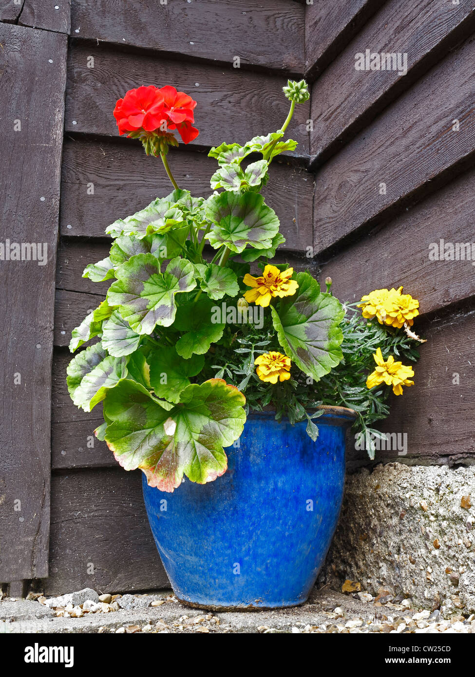 Red geranium in blue plant pot Stock Photo