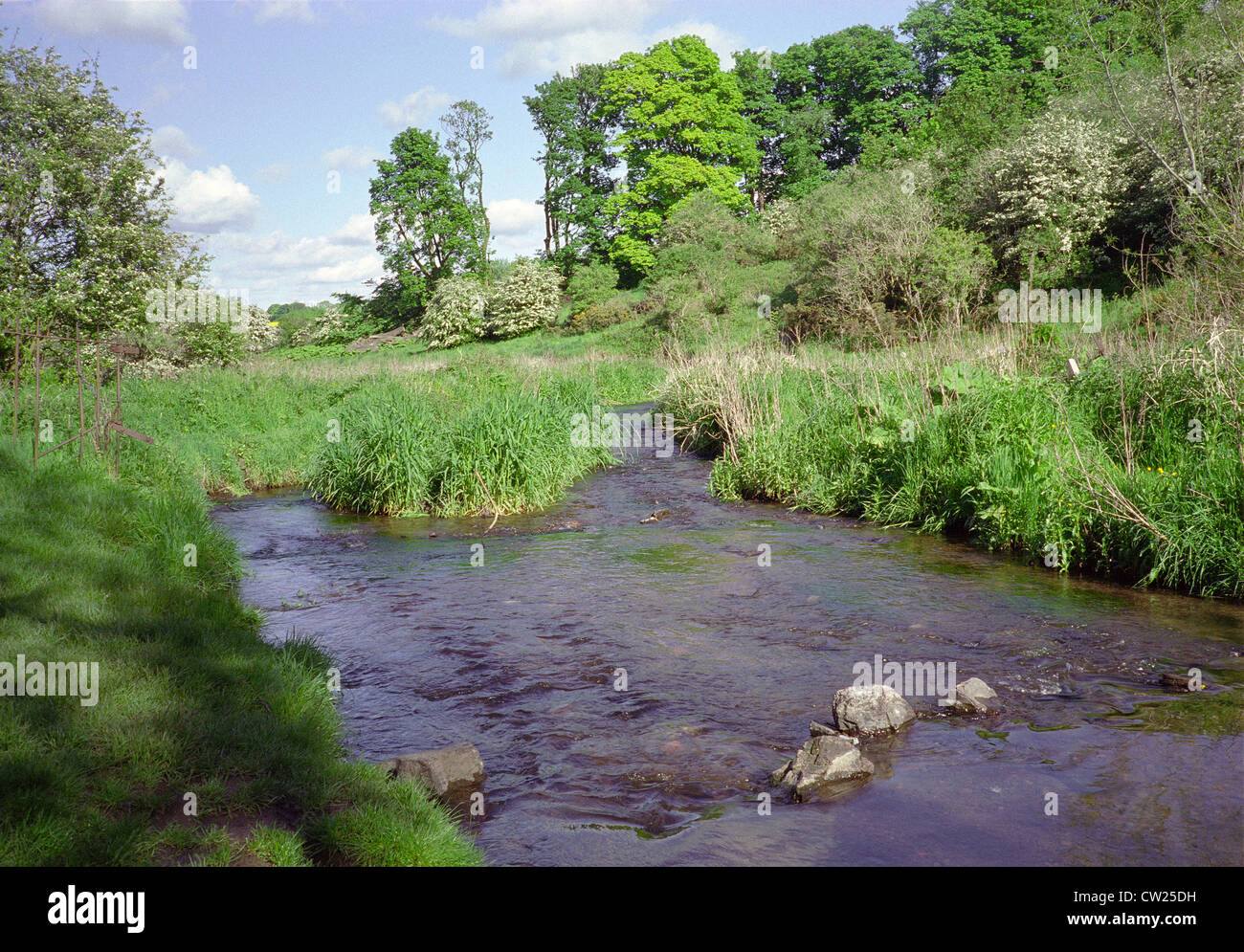 Braid Burn in Hermitage of Braid & Blackford Hill Local Nature Reserve