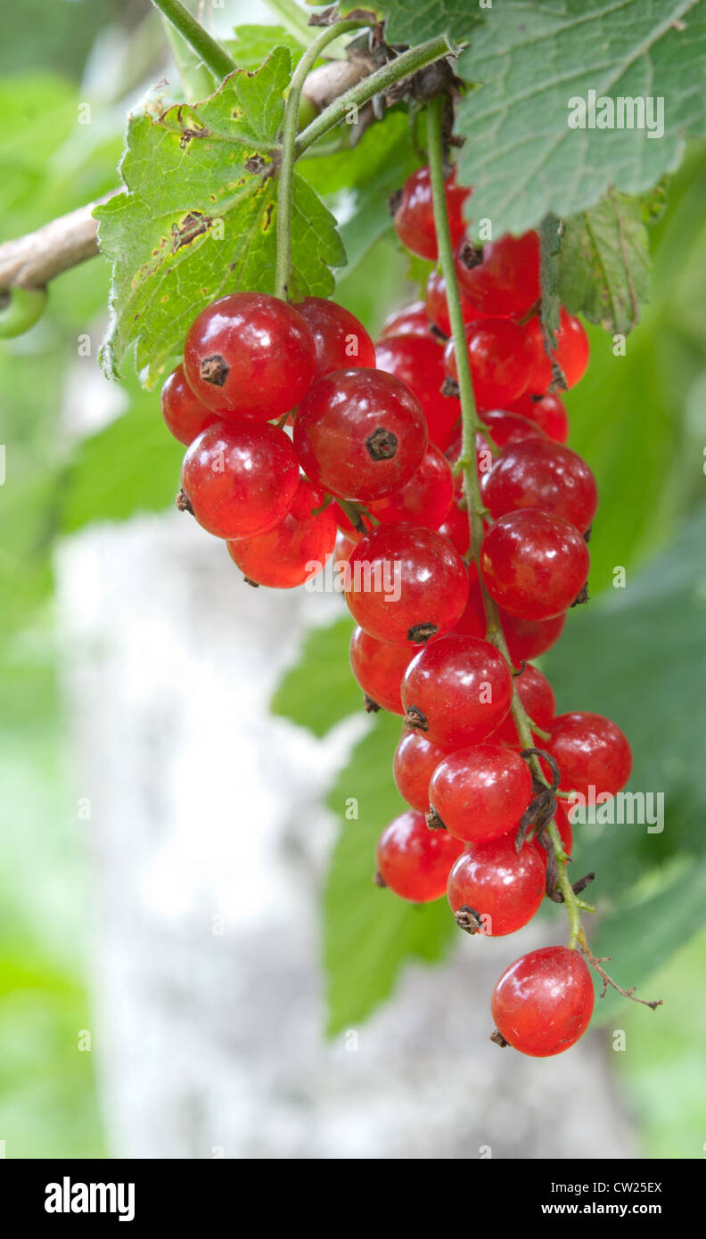 A ripe red currant in summer garden Stock Photo