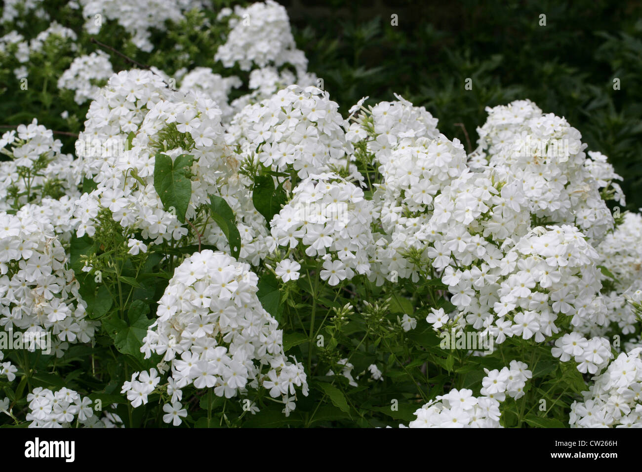 A White Garden Phlox, Phlox paniculata, Polemoniaceae. Stock Photo