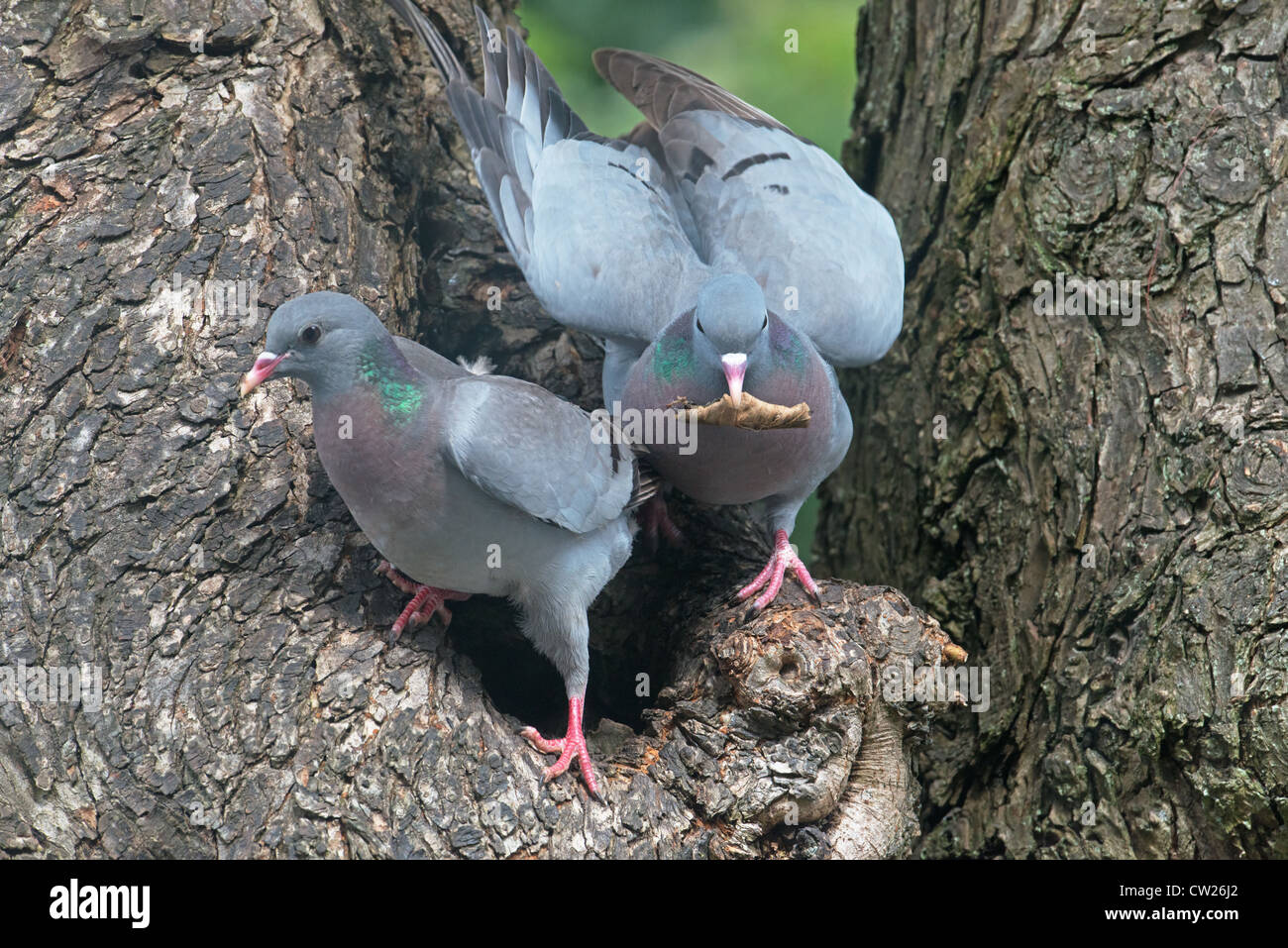 MALE AND FEMALE STOCK DOVES Columba oenas TAKES LEAF IN NEST HOLE. SPRING. UK Stock Photo