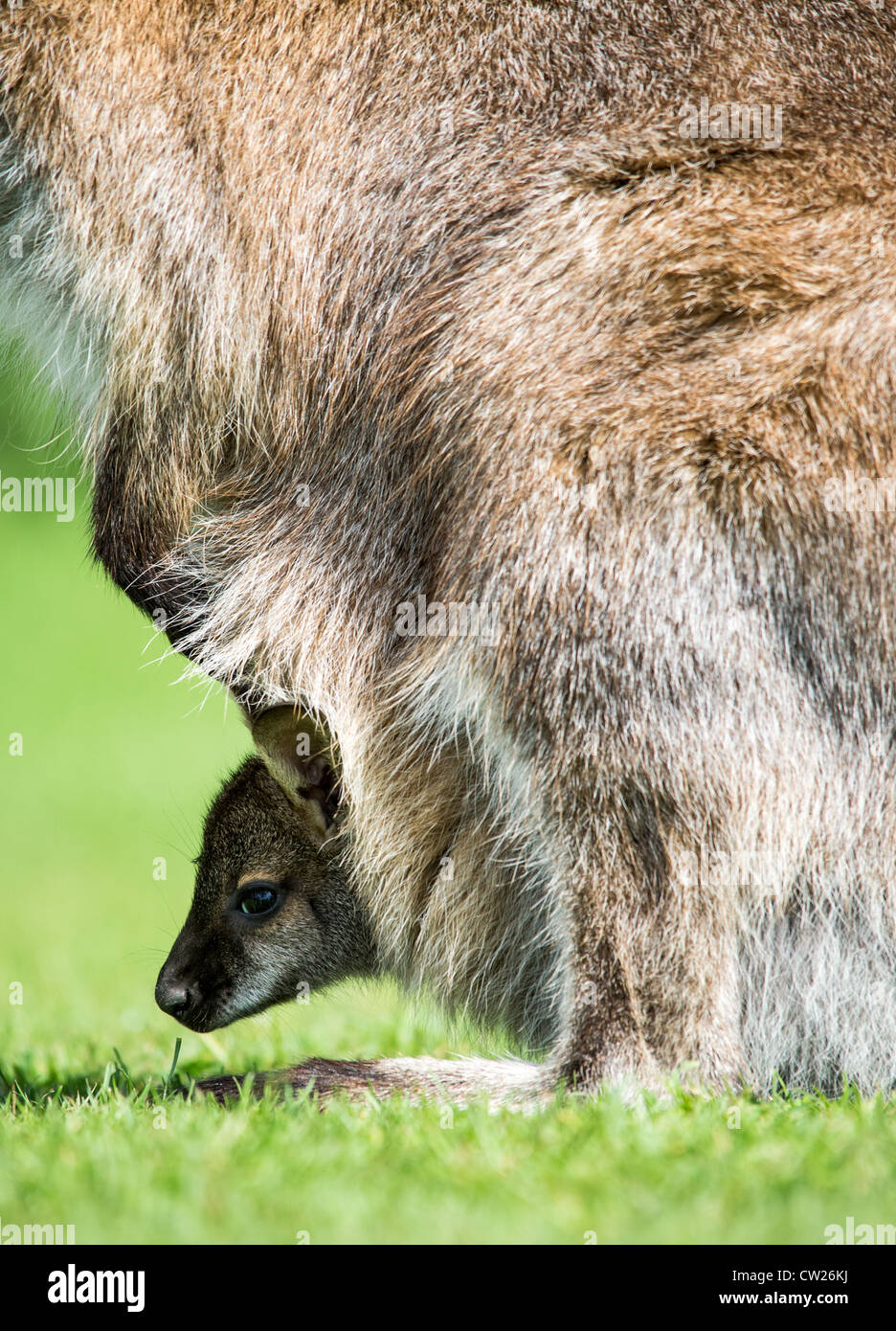 Baby wallaby poking out of mother's pouch Stock Photo