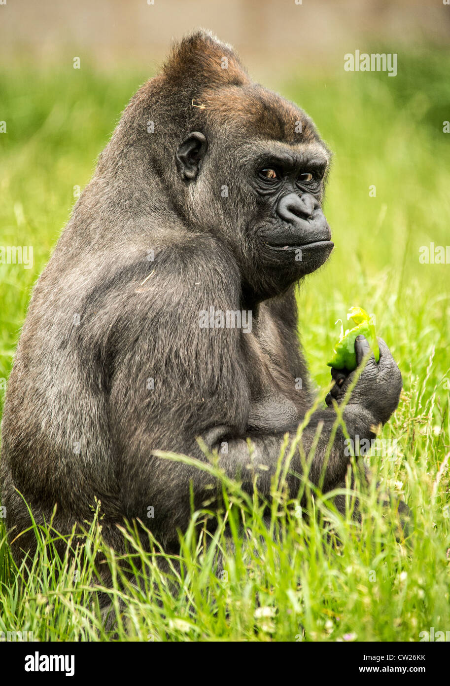 Western lowland gorilla eating Stock Photo