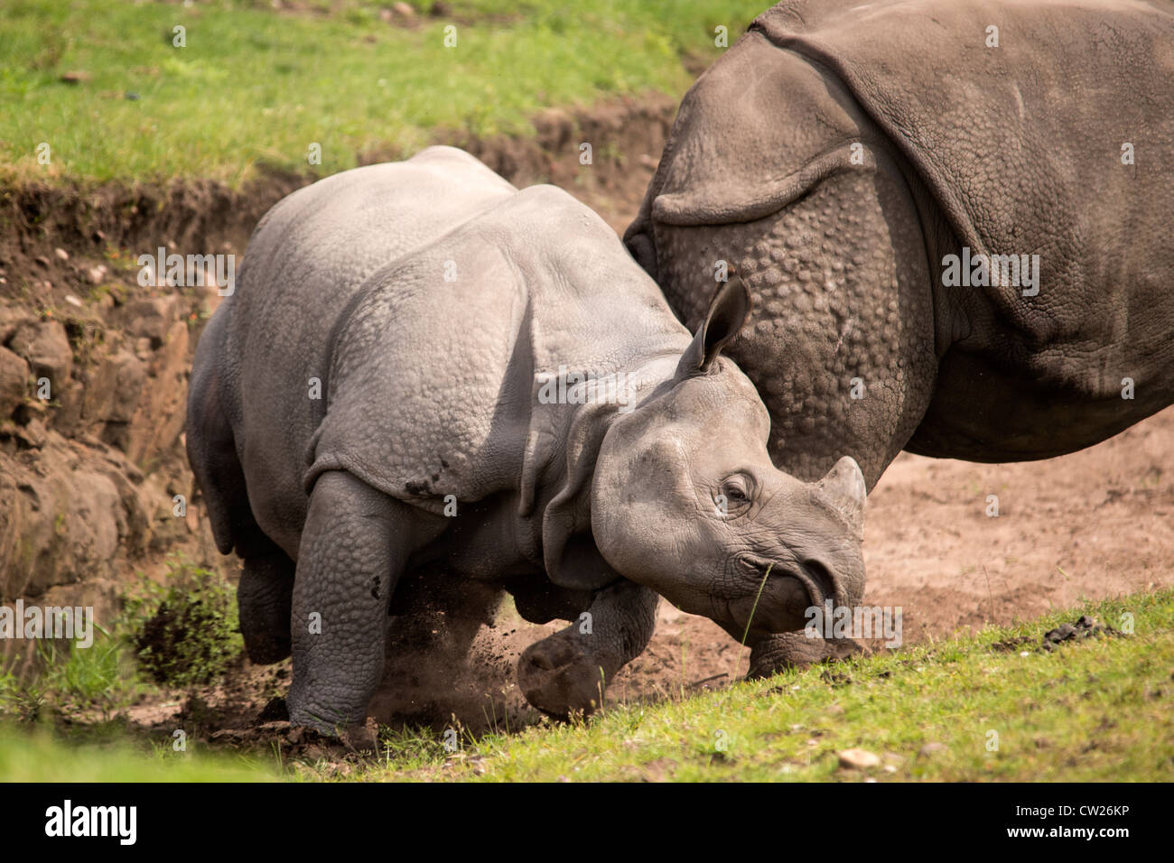 Male rhino chasing a female rhino Stock Photo