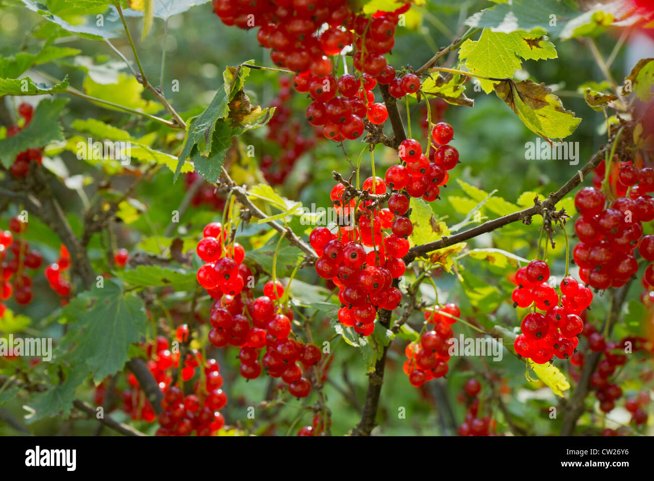 Plenty of ripe Redcurrant berries in a shrub Stock Photo