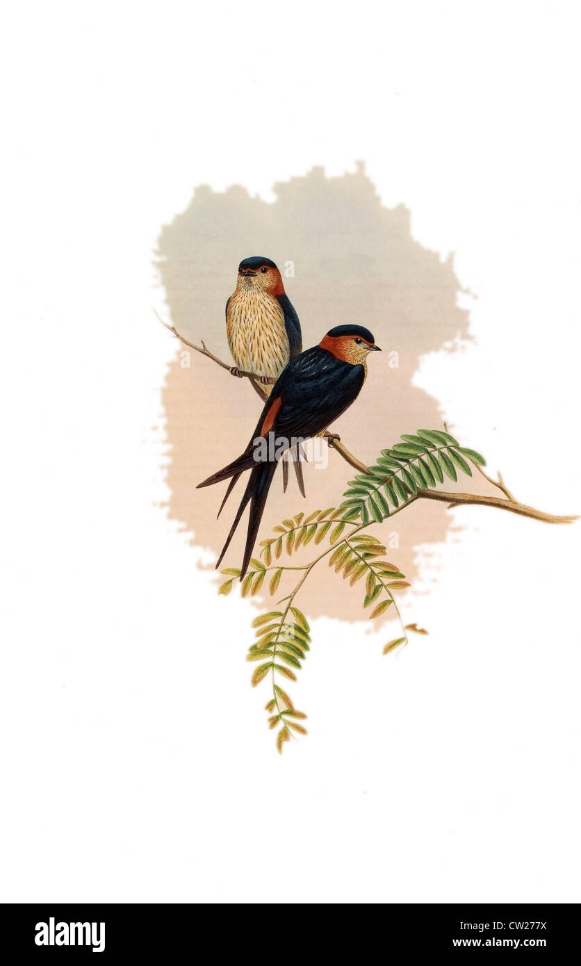 illustration of Indian Mosque-Swallow 