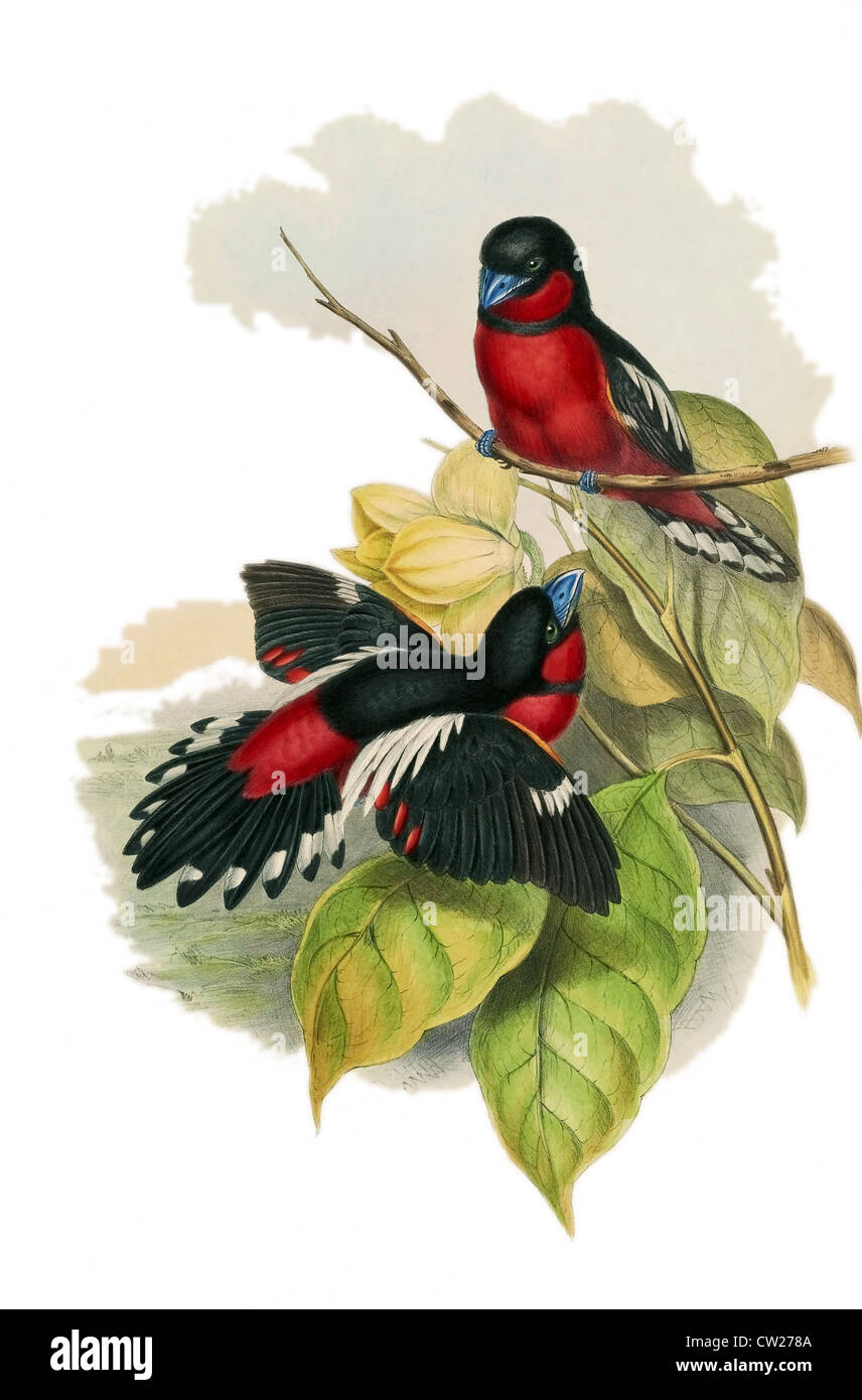 illustration of The Abakan Black-and-Red Broadbill is found in Brunei,Cambodia,Indonesia,Laos,Malaysia,Myanmar,Singapore,vietnam Stock Photo