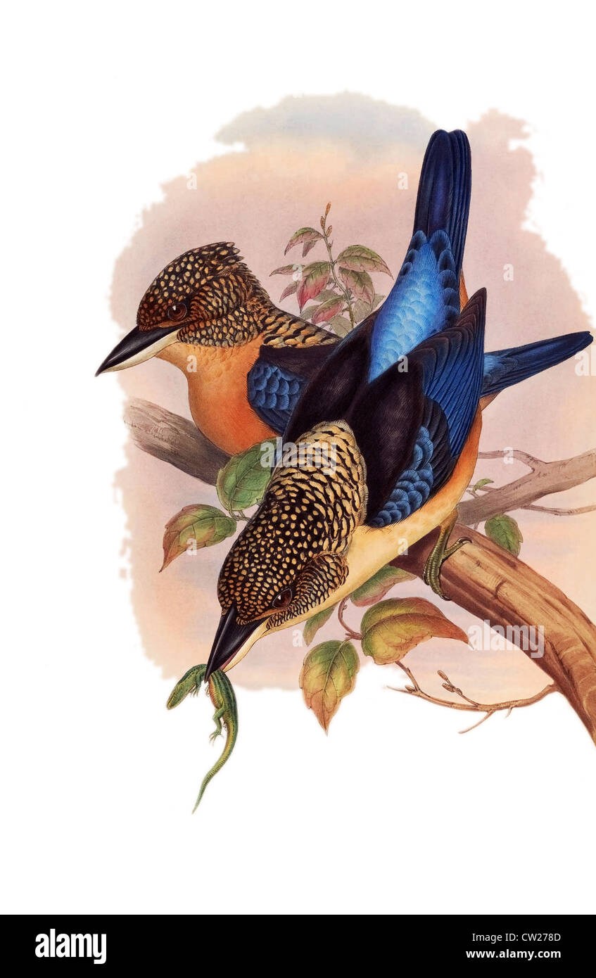 illustration of Spangled Kookaburra, also known as Aru Giant Kingfisher, found only on the Aru Islands and southern New Guinea. Stock Photo