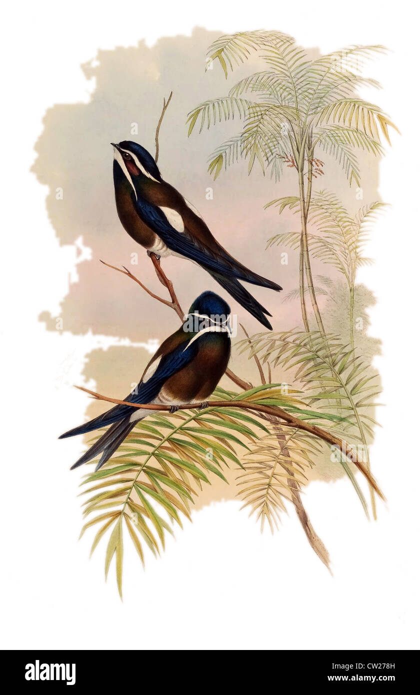 illustration of The Tufted Tree-Swift (Dendrochelidon comatus), habitat The Malay Peninsula, Siam, Sumatra, Java, Borneo, Stock Photo