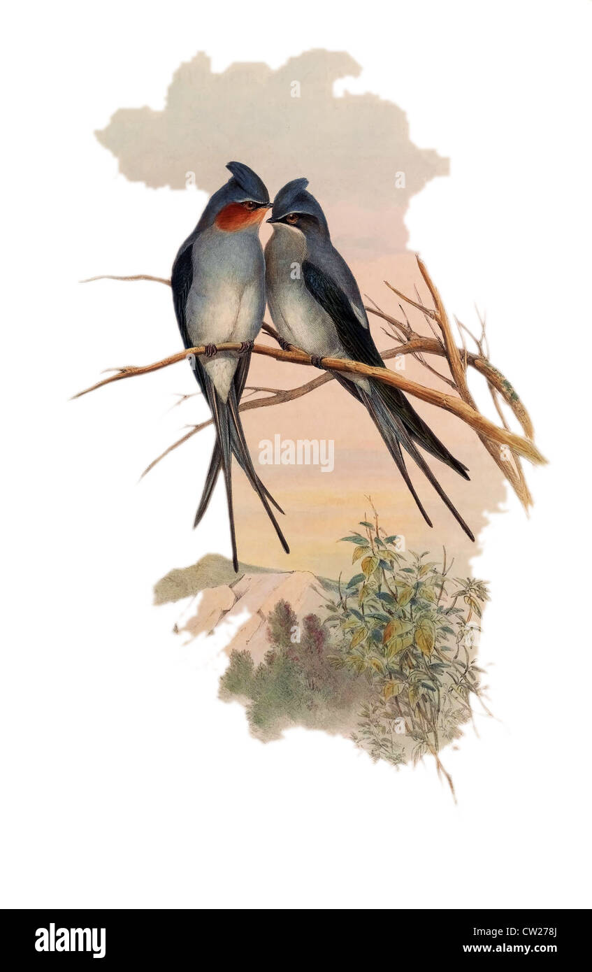 illustration of Indian Crested Tree-Swift (Dendrochelidon coronatus) found in Central and Southern India, Burmah ,sub himalaya, Stock Photo