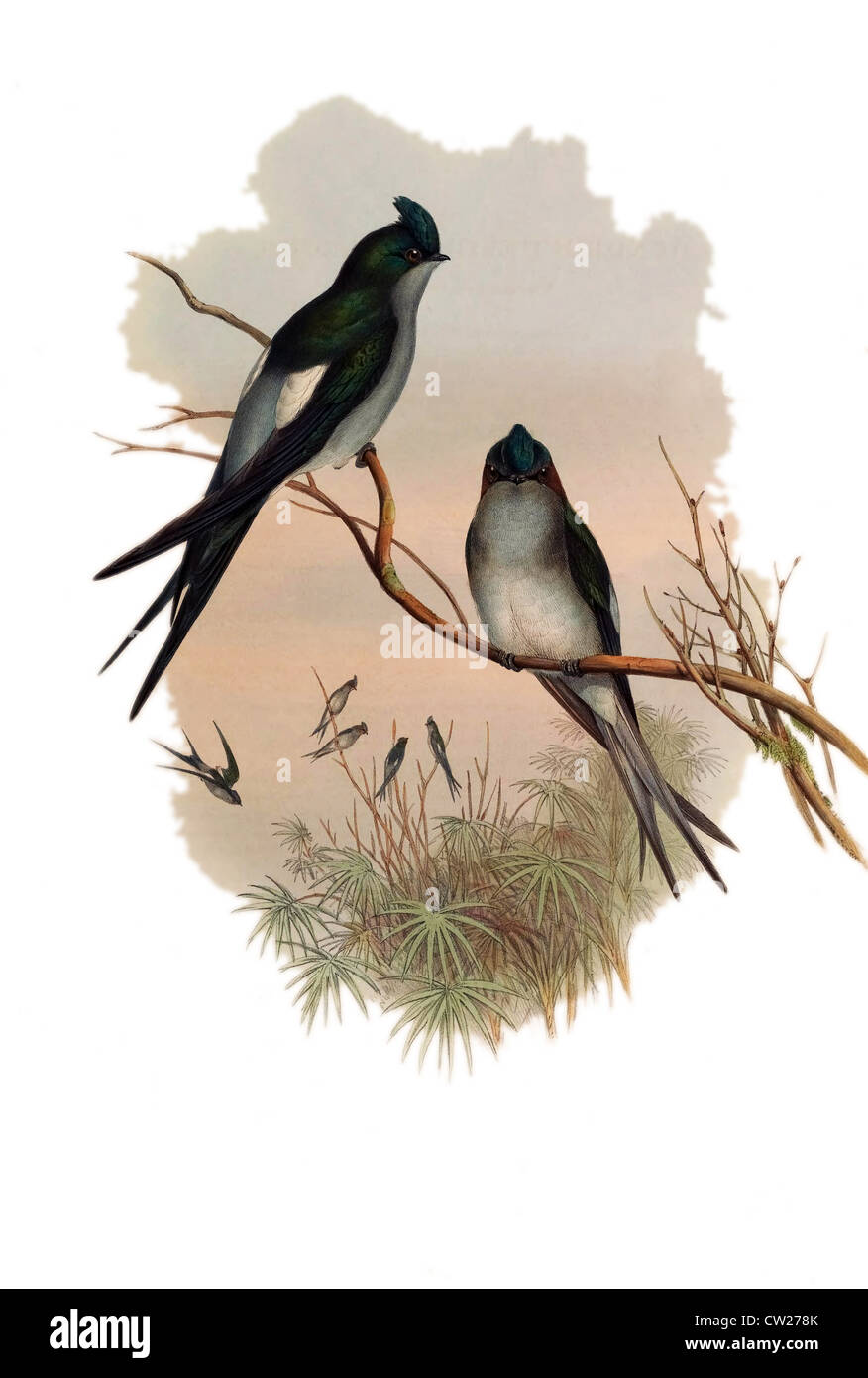 illustration of The Klecho Tree Swift,dendrochelidon klecho, by John Gould Stock Photo
