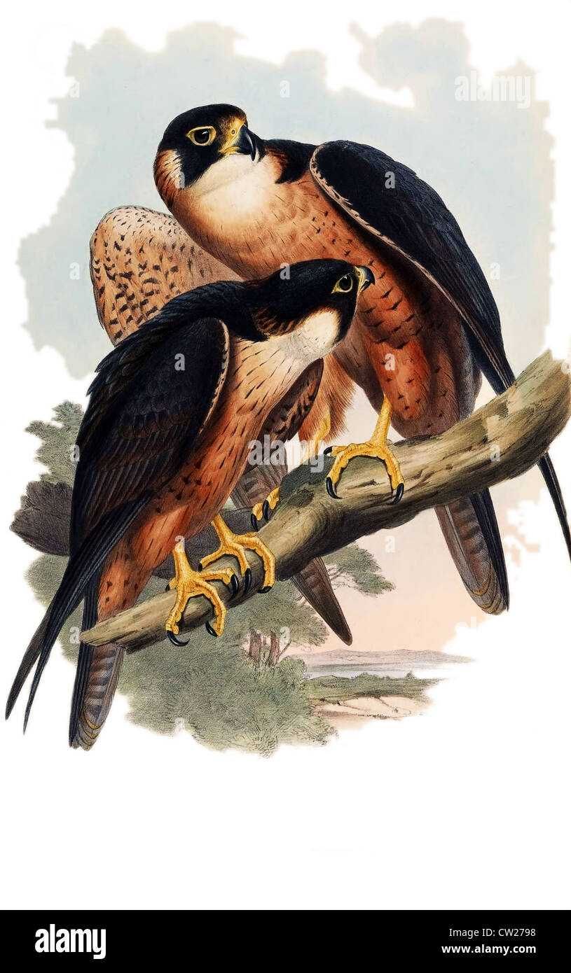 illustration of The Shaheen Falcon (Falco peregrinus peregrinator), also known as the Indian Peregrine Falcon or Black Shaheen Stock Photo