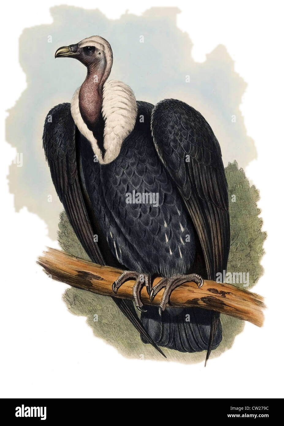 Illustration Of The White Rumped Vulture Gyps Bengalensis Stock Photo Alamy