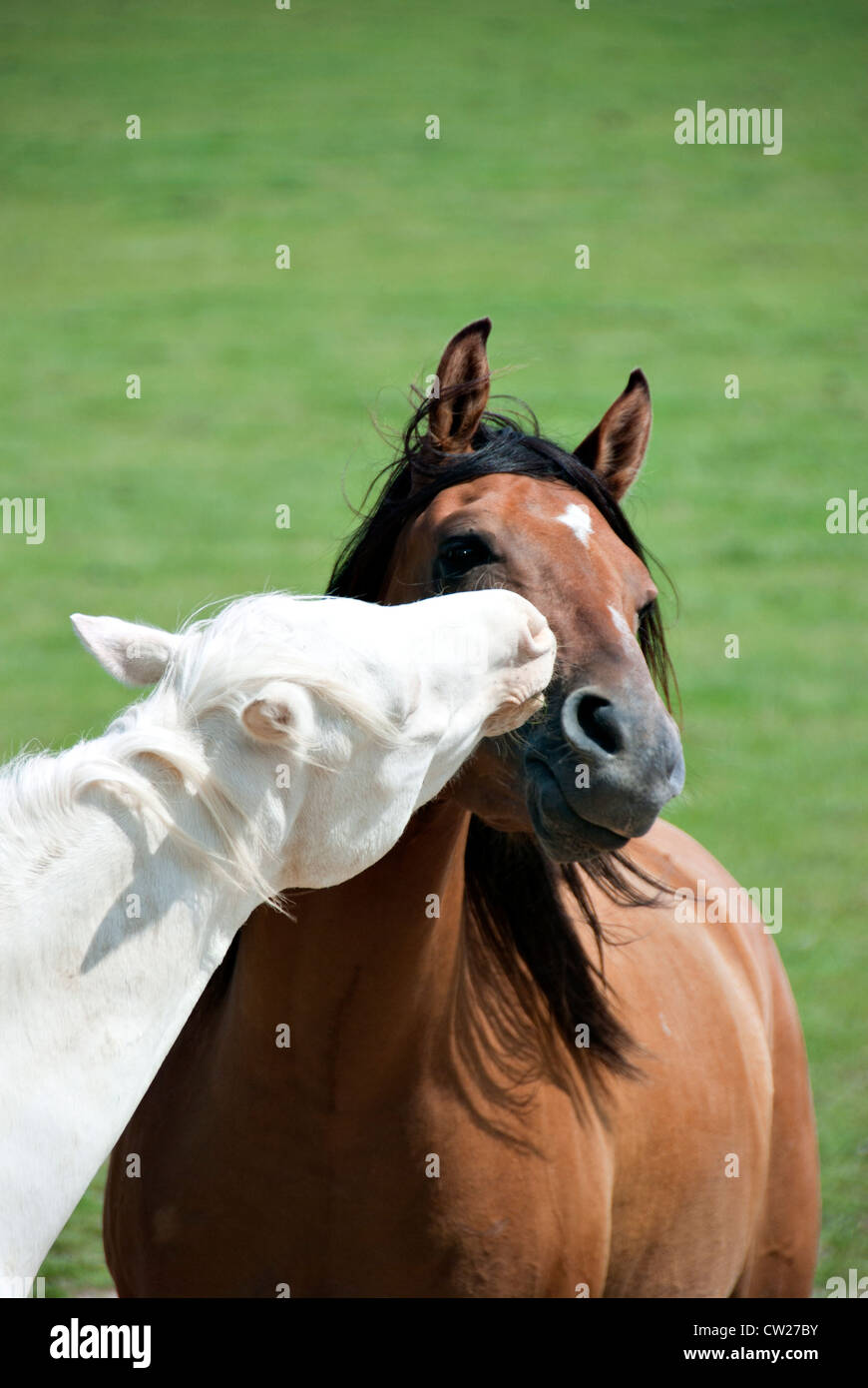 Two horses at play. Stock Photo