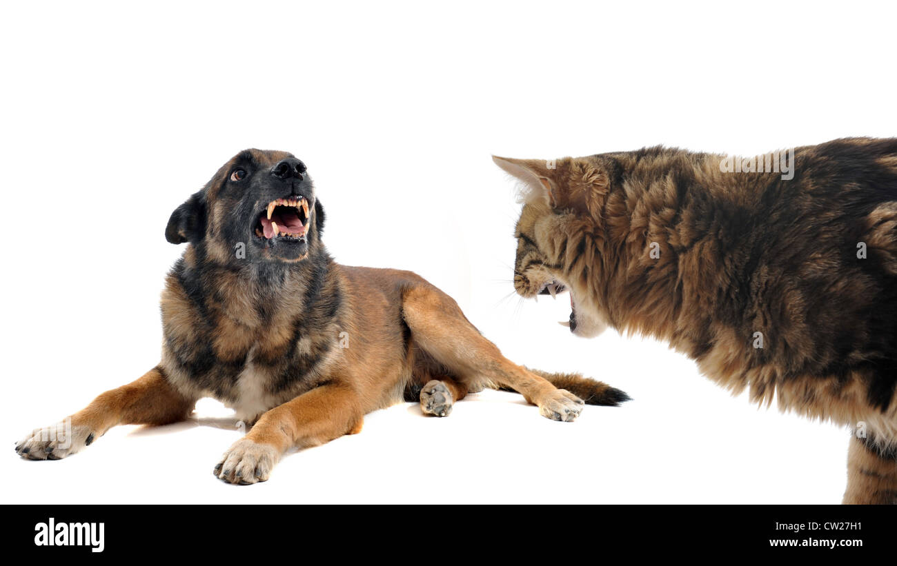 purebred belgian sheepdog malinois and cat angry in front of white background Stock Photo