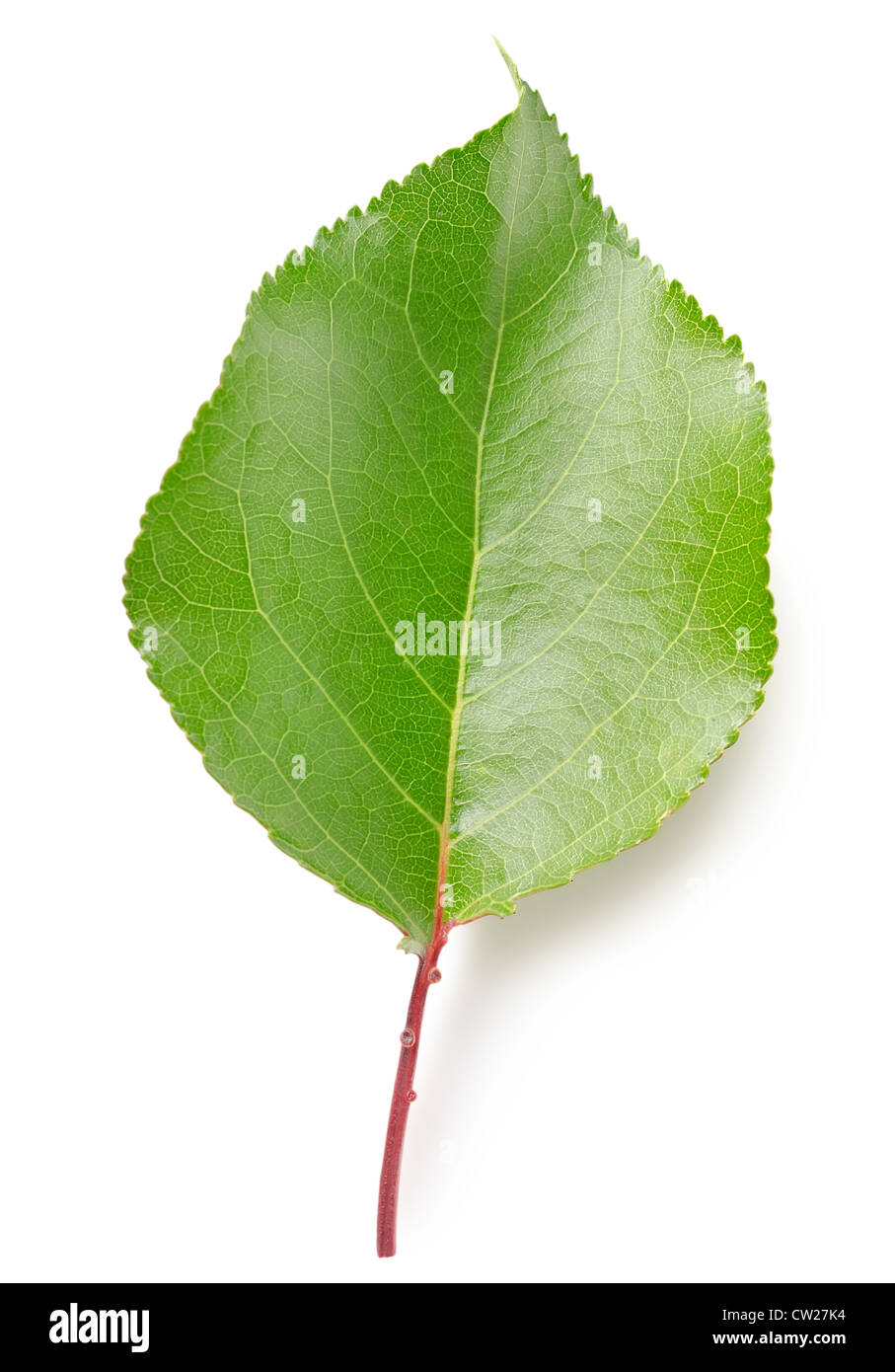 Leaf apricots isolated on a white background Stock Photo - Alamy