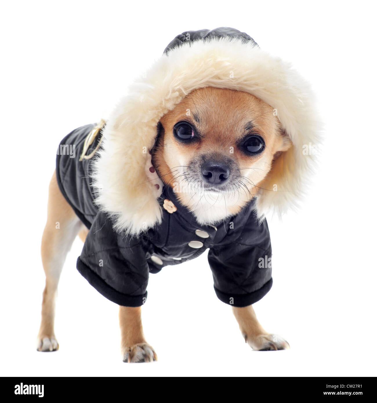 Chihuahua Long Coat High Resolution Stock Photography and Images - Alamy