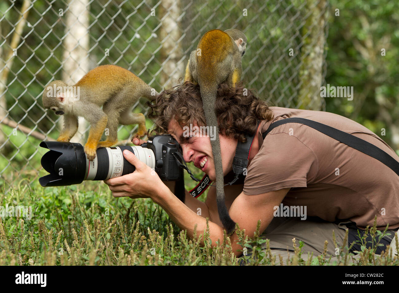 Wildlife Photographer Overwhelmed By Wild Monkeys During A Photo Session In  Monkey House Rescue Center Stock Photo - Alamy