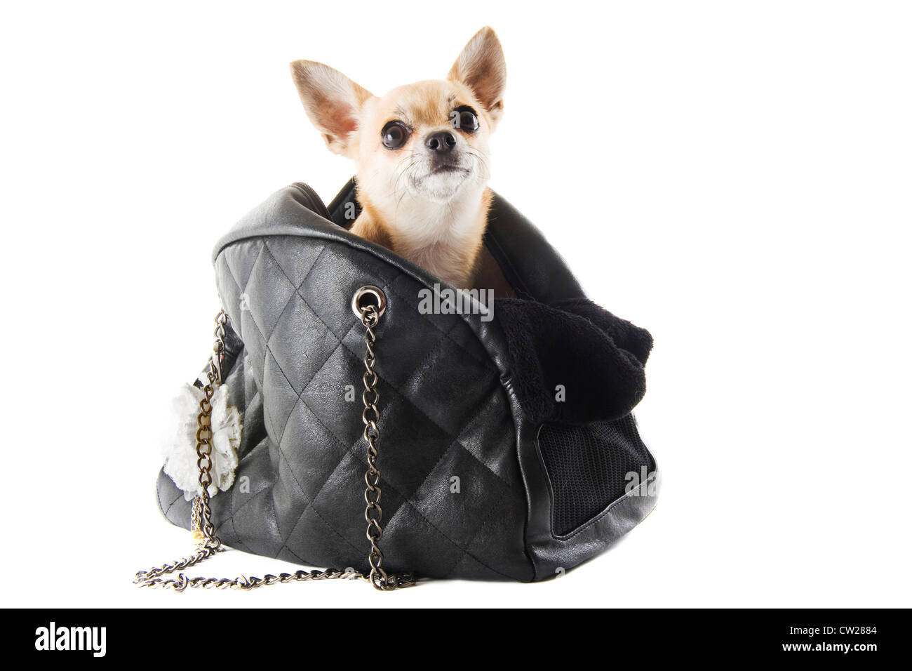 travel bag with chihuahua in front of white background Stock Photo