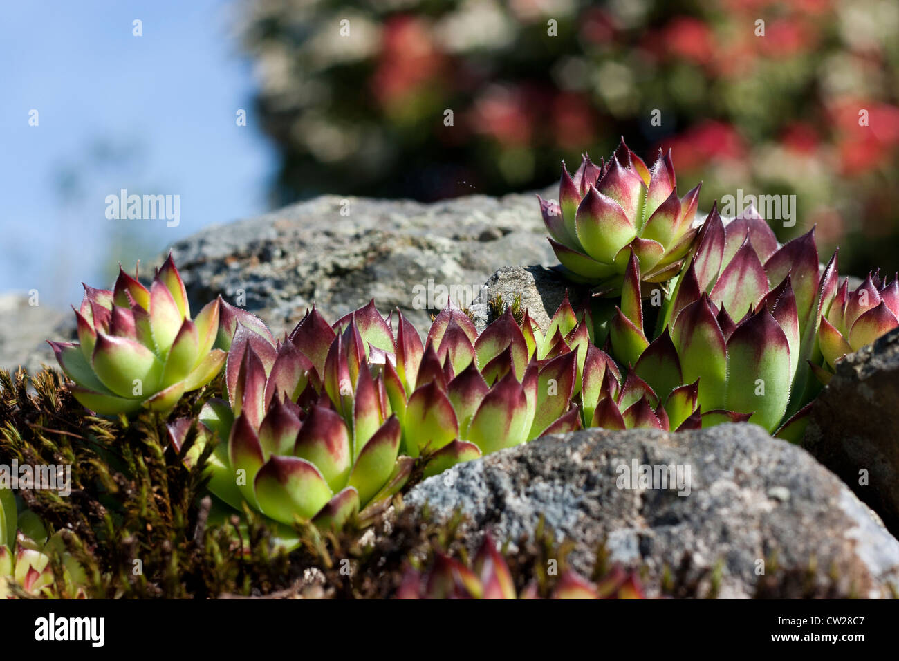 Sempervivum ('House Leek') growing in rockery Stock Photo