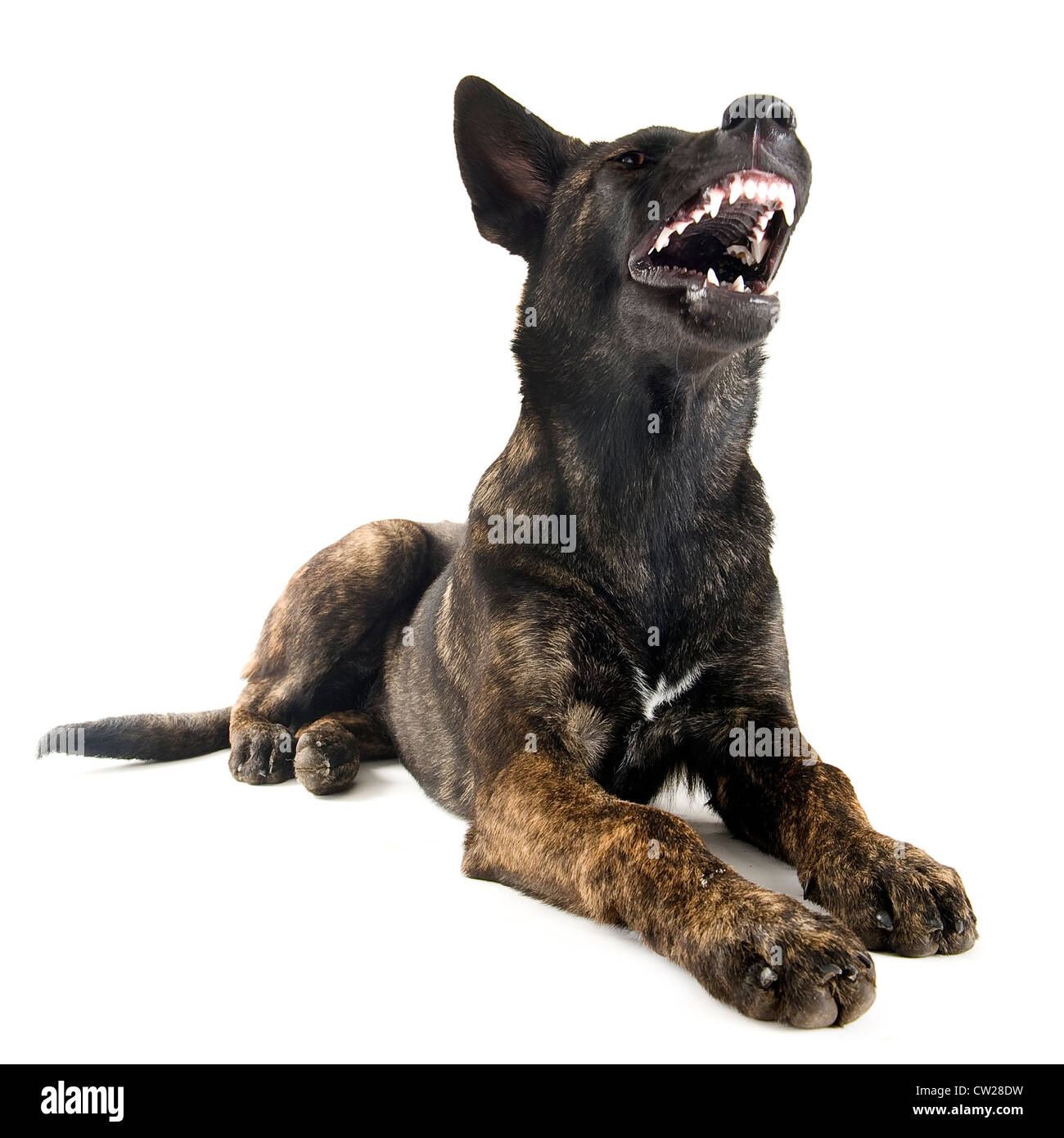 portrait of an aggressive holland shepherd in a studio Stock Photo