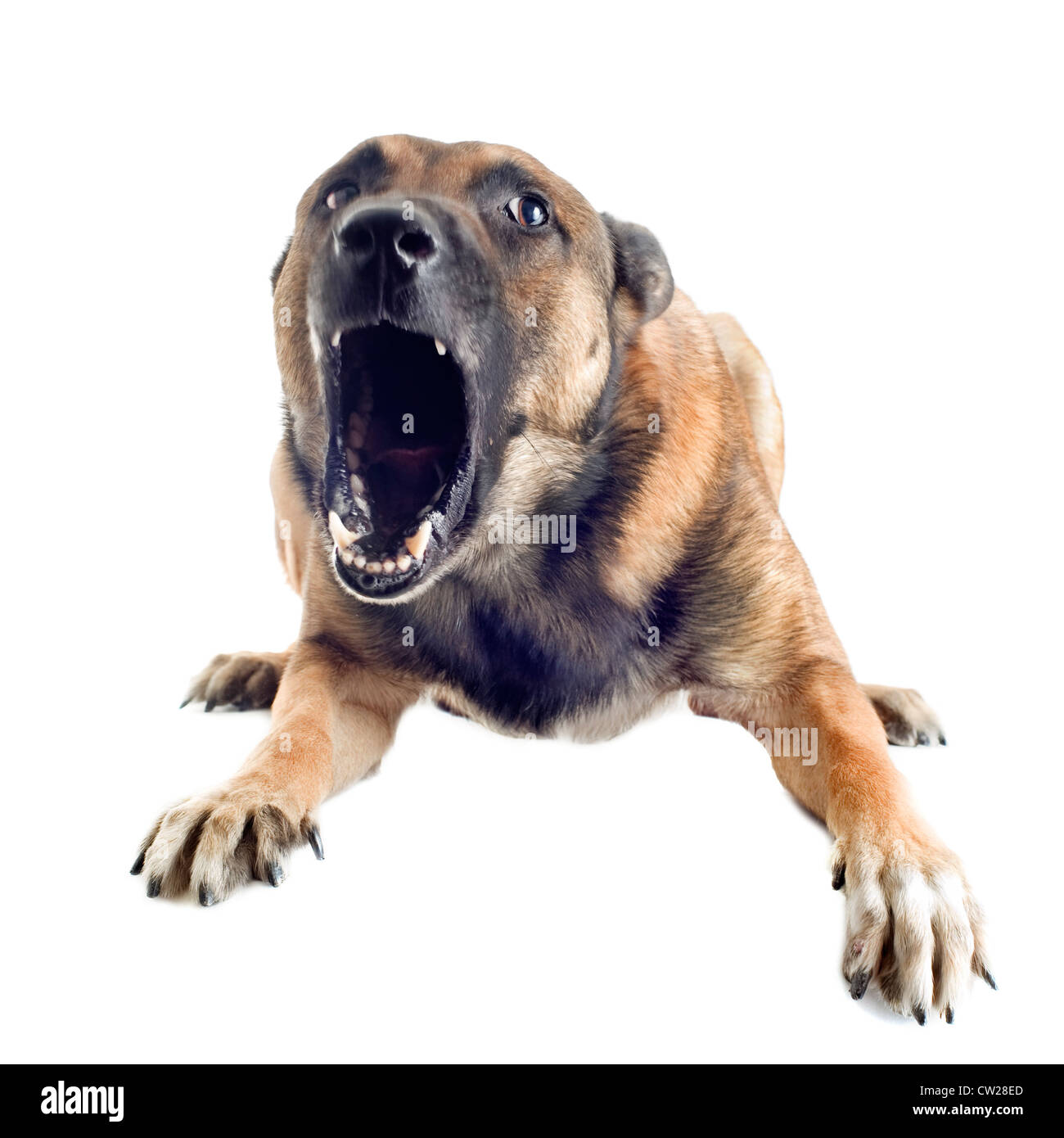 angry purebred belgian sheepdog malinois on a white background, focus on the eye Stock Photo