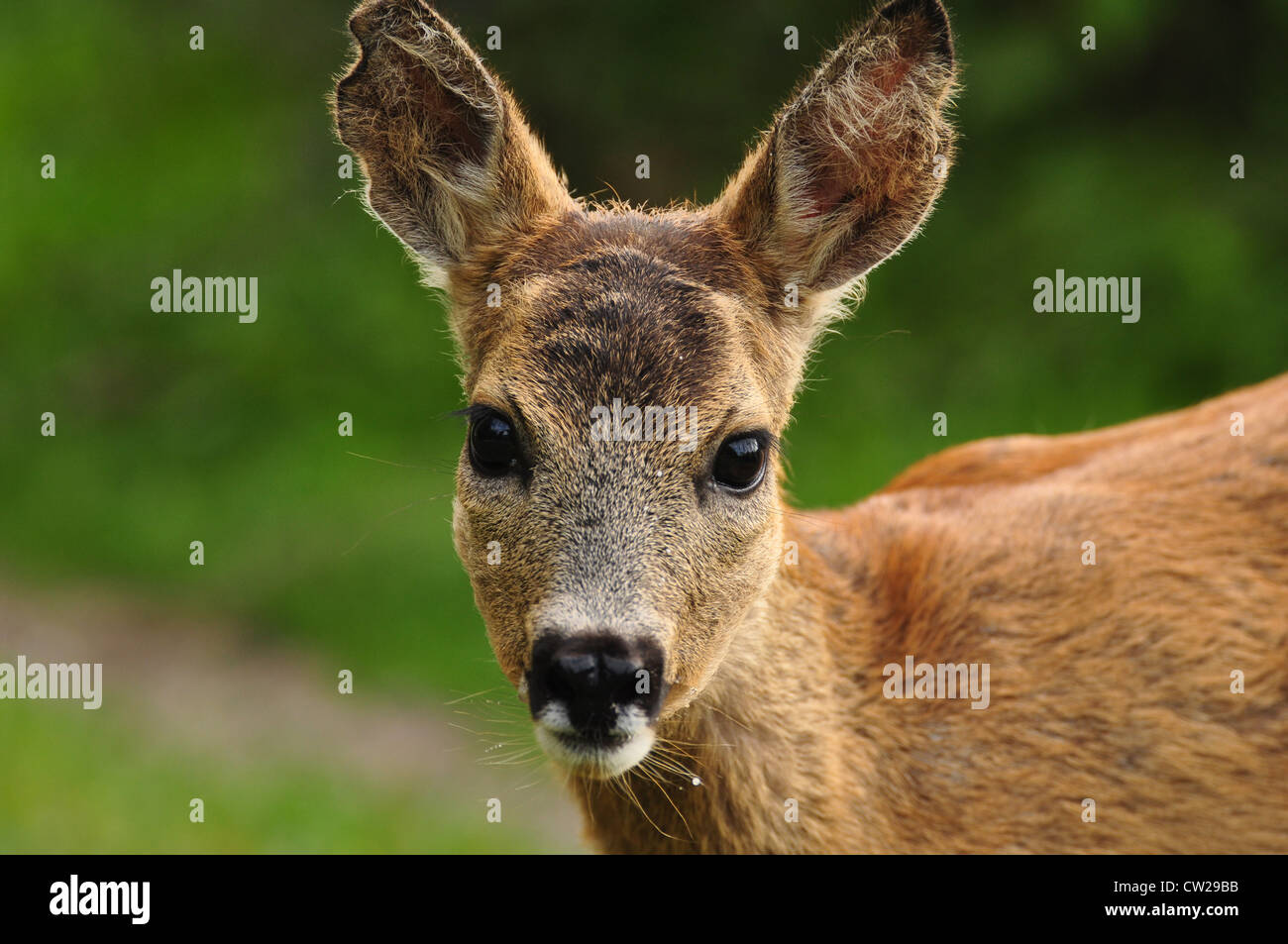 Fauna roe deer hi-res stock photography and images - Alamy