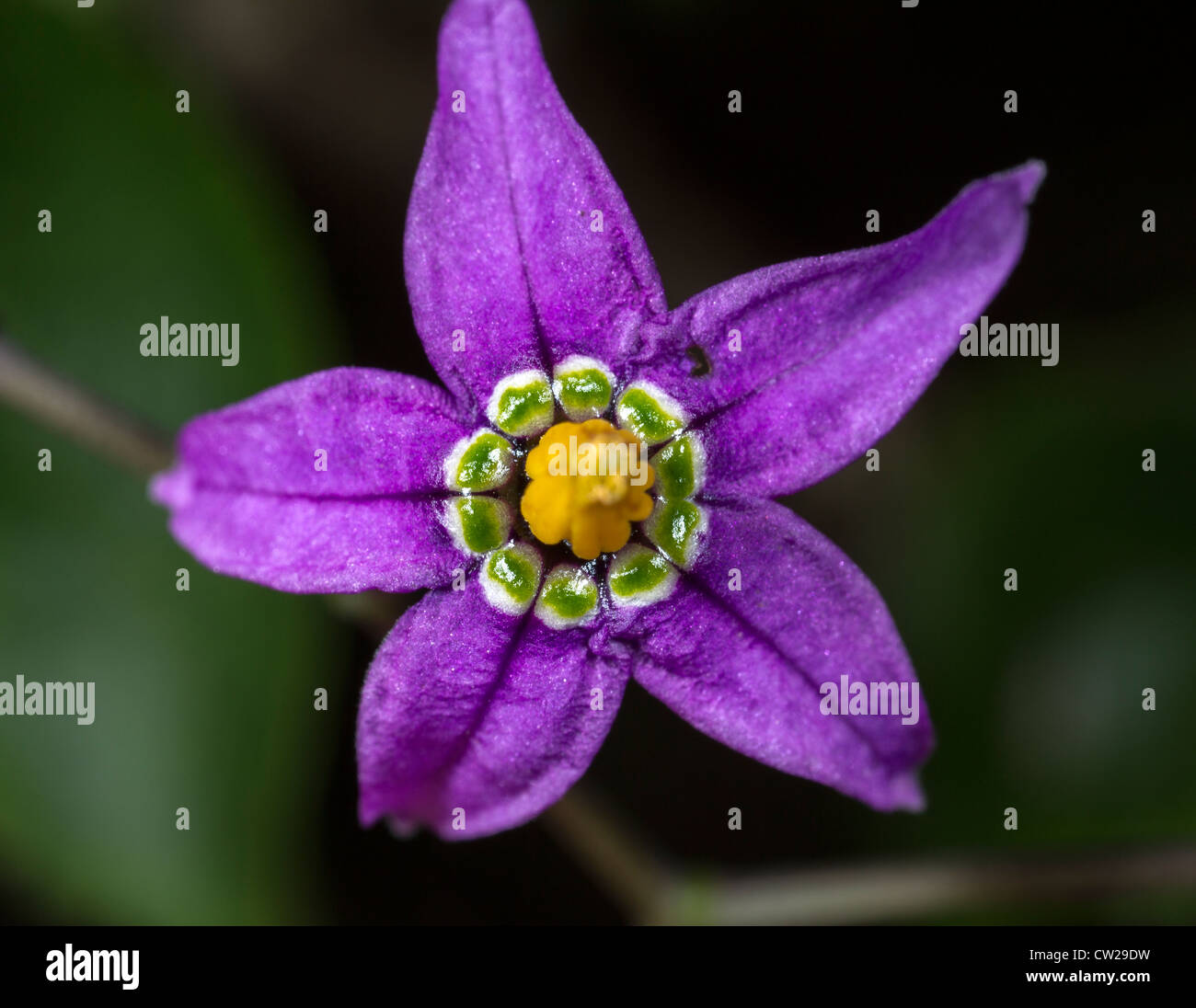 Flower Of Woody Nightshade Solanum Dulcamara Stock Photo Alamy