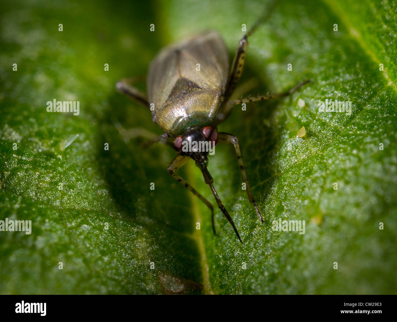 Mirid bug, Dicyphus species (I think D. globulifer, annulatus or errans) Stock Photo