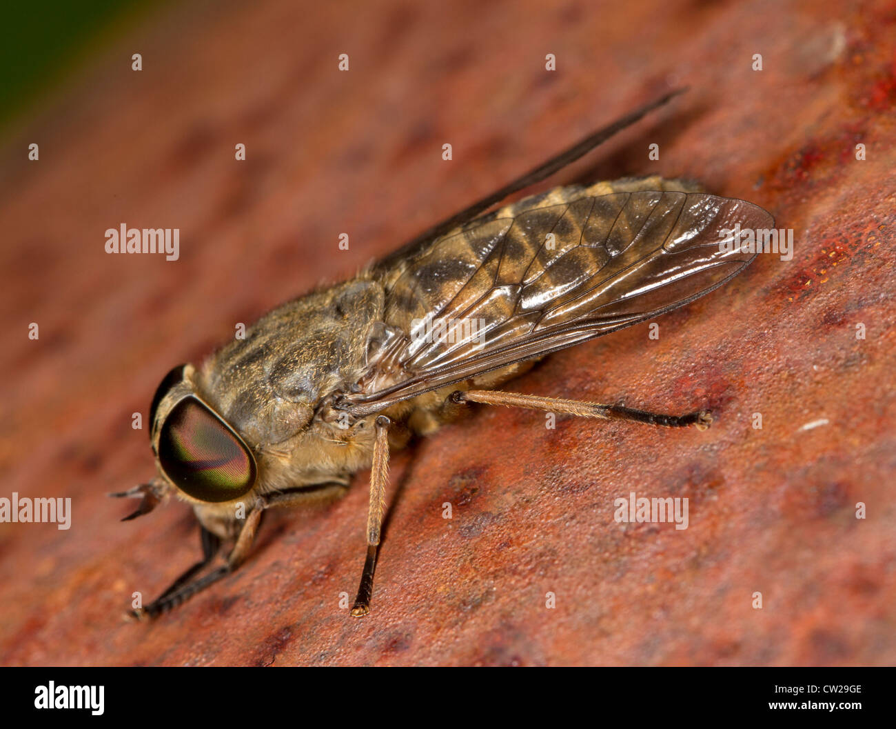 Pale giant horsefly (Tabanus bovinus) resting on a gate Stock Photo