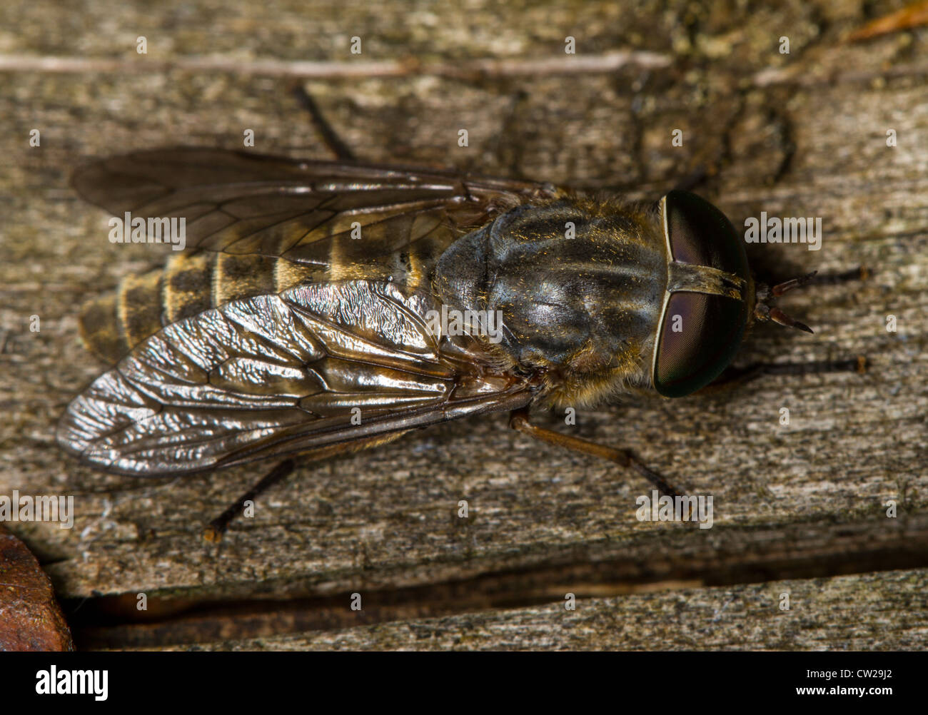 Pale giant horsefly (Tabanus bovinus) resting on a gate Stock Photo