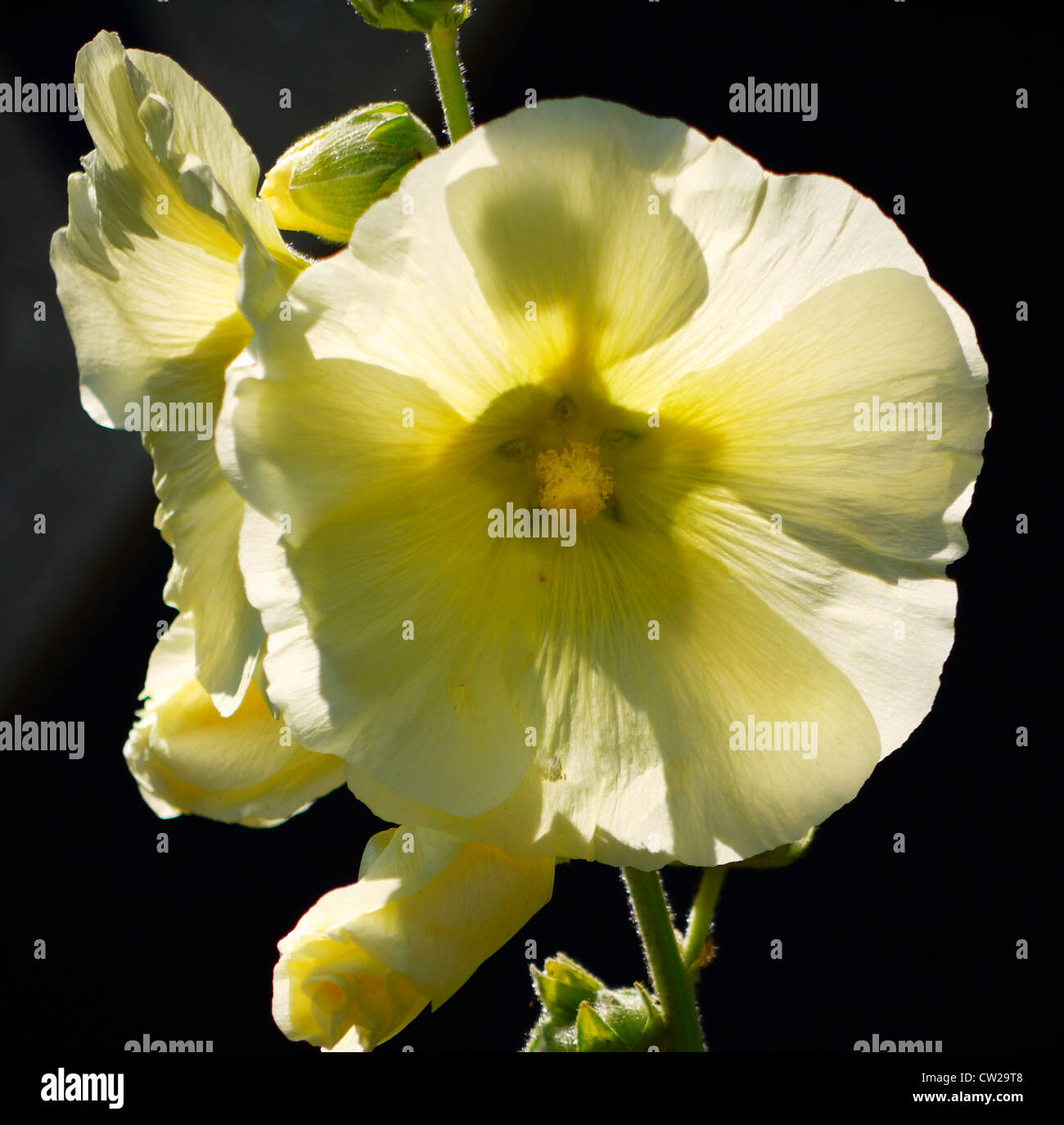 White Hollyhock High Resolution Stock Photography and Images - Alamy