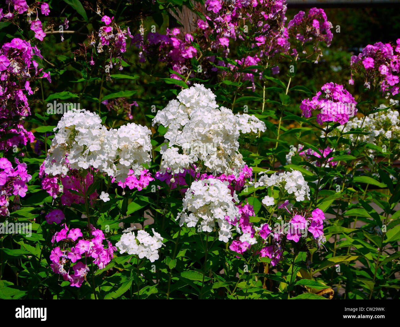 Garden of pink and white impatiens Stock Photo