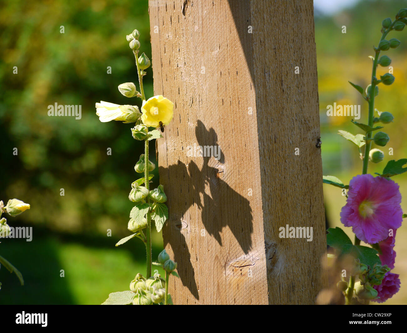 Bee in Hollyhocks (wild marshmallow flower) Stock Photo