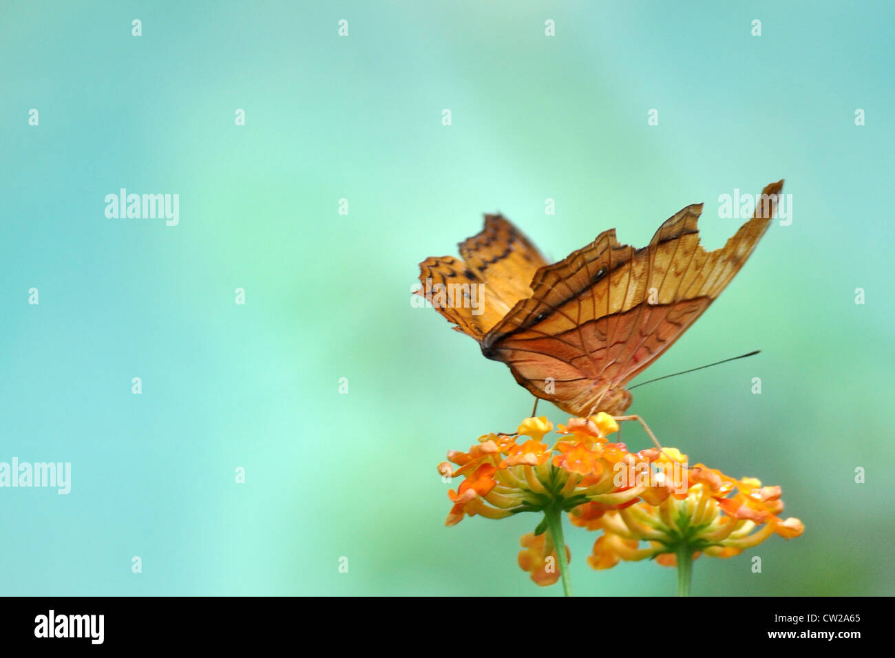 butterfly at Lake Garden in Kuala Lumpur Malaysia Stock Photo