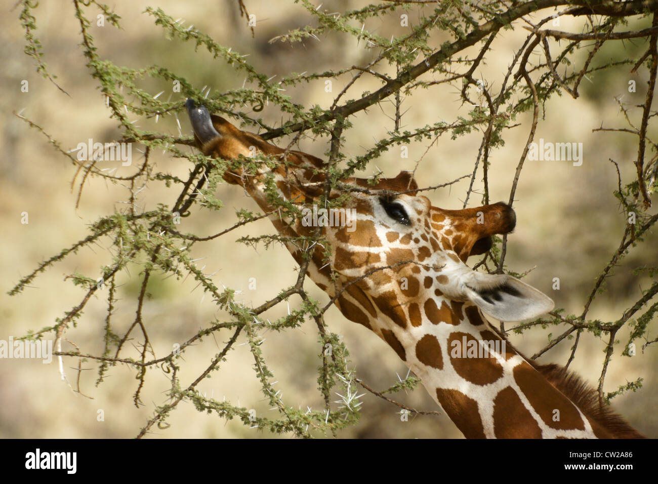 Reticulated giraffe feeding on thorny acacia, Samburu, Kenya Stock Photo